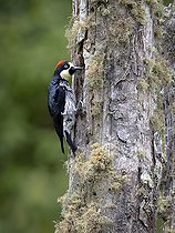 Biosphoto | 2455198 | Pic glandivore (Melanerpes formicivorus) mâle sur un tronc de chêne recouvert de lichen, hauts plateaux de Chiriqui, Panama | &copy; Ignacio Yufera / Biosphoto