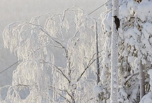 Biosphoto | 2418181 | Pic noir (Dryocopus martius) mâle sur un tronc, Kuusamo, Finlande | &copy; Markus Varesvuo / Biosphoto