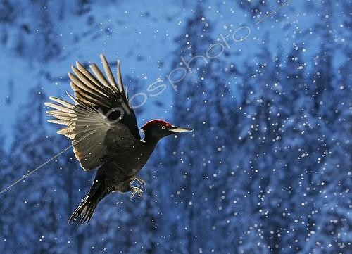 Biosphoto | 1997937 | Pic noir en vol sous la neige -  Posio Finlande | &copy; Markus Varesvuo / Biosphoto