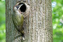 Biosphoto | 2609602 | Pic vert (Picus viridis) femelle devant son trou de nidification, Rhénanie-du-Nord-Westphalie, Allemagne. | &copy; Dieter Mahlke / imageBROKER / Biosphoto