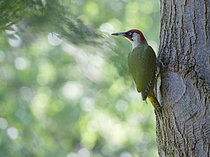 Biosphoto | 2609603 | Pic vert (Picus viridis) sur le tronc d'un arbre, Berlin, Allemagne. | &copy; Heckmann Dirk / imageBROKER / Biosphoto