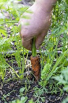 Biosphoto | 2450730 | Picking a Carrot 'Nantaise' in an organic vegetable garden in summer, Pas de Calais, France | &copy; Yann Avril / Biosphoto