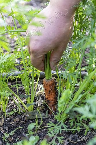 Biosphoto | 2450730 | Picking a Carrot 'Nantaise' in an organic vegetable garden in summer, Pas de Calais, France | &copy; Yann Avril / Biosphoto