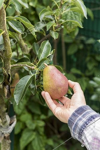 Biosphoto | 2138454 | Picking a red 'Williams' pear in summer, Pas de Calais, France | &copy; Yann Avril / Biosphoto