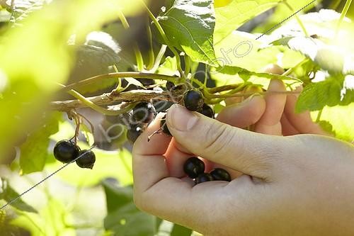 Biosphoto | 2055435 | Picking black berries, Picking Black Berry | &copy; Visions Pictures / Biosphoto