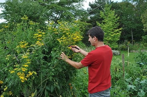 Biosphoto | 2419744 | Picking Common tansy (Tanacetum vulgare) | &copy; Serge Lapouge / Biosphoto