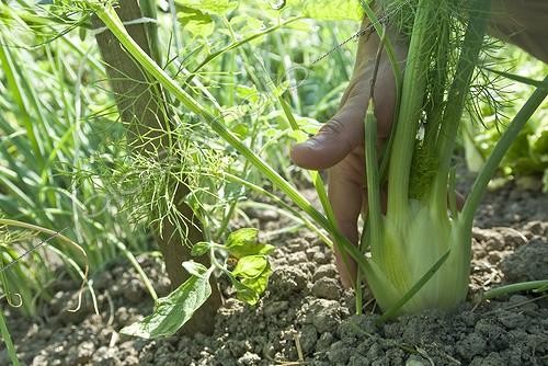 Biosphoto | 1127829 | Picking fennel in a vegetable garden France | &copy; Marc Chatelain / Biosphoto