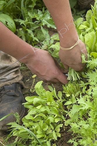 Biosphoto | 1127731 | Picking Mesclun and Roquette France | &copy; Marc Chatelain / Biosphoto