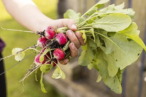 Biosphoto | 2588177 | Picking round radishes, France, Pas de Calais, spring | &copy; Yann Avril / Biosphoto
