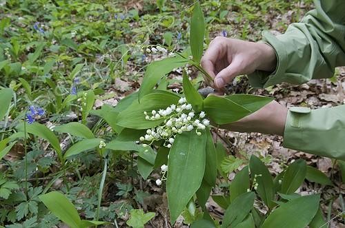 Biosphoto | 923918 | Picking thrush Mai in undergrowth in Ile-de-France ; The collection is limited to 10 bits per person | &copy; Muriel Hazan / Biosphoto