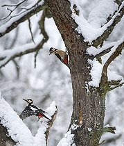 Biosphoto | 2102791 | Pics épeiches (Dendrocopos major) mâles se poursuivant dans un arbre en hiver, Parc naturel régional des Vosges du Nord, France | &copy; Michel Rauch / Biosphoto