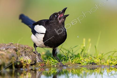 Biosphoto | 2412189 | Pie bavarde (Pica pica) buvant, Rhénanie-Palatinat, Allemagne | &copy; Mathias Schaef / BIA / Biosphoto