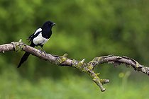 Biosphoto | 2601511 | Pie bavarde (Pica pica) sur une branche, île de Ré, Charente-maritime, France | &copy; Emile Barbelette / Biosphoto