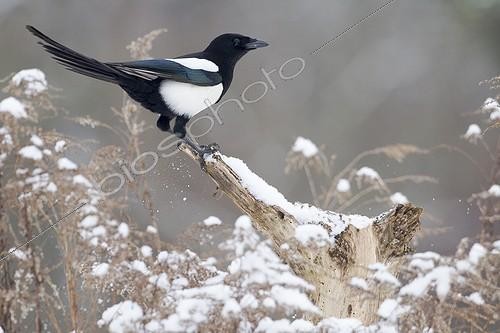 Biosphoto | 2048324 | Pie bavarde sur une branche en hiver - France | &copy; Eric Ferry / Biosphoto