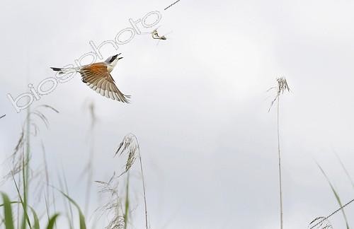 Biosphoto | 2089537 | Pie-grièche écorcheur (Lanius collurio) mâle chassant des libellules accouplées en vol, Parc naturel régional des Vosges du Nord, France | &copy; Michel Rauch / Biosphoto