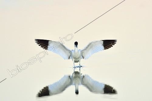 Biosphoto | 2044407 | Pied Avocet in water and reflection - France | &copy; Claude Balcaen / Biosphoto