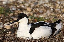 Biosphoto | 1487434 | Pied Avocet (Recurvirostra avosetta) | &copy; Michael Maehrlein / imageBROKER / Biosphoto