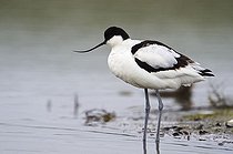 Biosphoto | 1489681 | Pied Avocet (Recurvirostra avosetta) | &copy; Michael Maehrlein / imageBROKER / Biosphoto