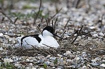 Biosphoto | 1517223 | Pied Avocet (Recurvirostra avosetta) | &copy; Michael Maehrlein / imageBROKER / Biosphoto