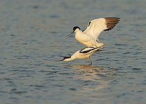 Biosphoto | 1605095 | Pied Avocet (Recurvirostra avosetta) | &copy; Marko Koenig / imageBROKER / Biosphoto