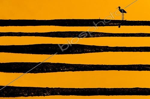 Biosphoto | 2553961 | Pied Avocet (Recurvirostra avosetta) in sunrise, Gulf of Morbihan, Brittany, France | &copy; Guy Van Langenhove / Biosphoto