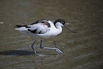 Biosphoto | 1520870 | Pied Avocet (Recurvirostra avosetta), looking for food in shallow water | &copy; Ingo Schulz / imageBROKER / Biosphoto