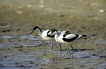 Biosphoto | 1523499 | Pied Avocet (Recurvirostra avosetta), pair searching for food, Texel Island, Holland, Europe | &copy; Hans Lang / imageBROKER / Biosphoto