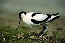 Biosphoto | 1514911 | Pied Avocet (Recurvirostra avosetta) settling down on its eggs, Texel, Holland, The Netherlands, Europe | &copy; Adam Friedhelm / imageBROKER / Biosphoto