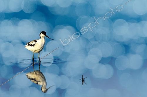 Biosphoto | 2553956 | Pied Avocet (Recurvirostra avosetta) with reflection, Gulf of Morbihan, Brittany, France | &copy; Guy Van Langenhove / Biosphoto