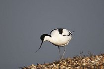 Biosphoto | 1496286 | Pied Avocets (Recurvirostra avosetta) | &copy; Michael Maehrlein / imageBROKER / Biosphoto