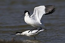 Biosphoto | 1514626 | Pied Avocets (Recurvirostra avosetta) | &copy; Michael Maehrlein / imageBROKER / Biosphoto