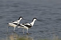 Biosphoto | 1515440 | Pied Avocets (Recurvirostra avosetta) | &copy; Michael Maehrlein / imageBROKER / Biosphoto