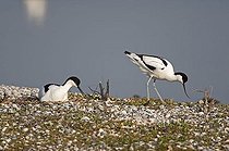 Biosphoto | 1537024 | Pied avocets (Recurvirostra avosetta), male and female at the nest, Texel, The Netherlands, Europe | &copy; Franz Christoph Robiller / imageBROKER / Biosphoto