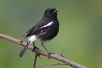 Biosphoto | 2413530 | Pied Bush Chat (Saxicola caprata) male, India | &copy; Peter Waechtershaeuser / BIA / Biosphoto