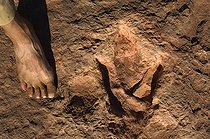 Biosphoto | 1250358 | Pied et Empreinte de Dinosaure Théropode Arizona USA | &copy; Daniel Heuclin / Biosphoto