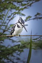 Biosphoto | 2601797 | Pied kingfisher (Ceryle rudis) lying in wait on a reed, Namibia, Africa | &copy; Alain Roux / Biosphoto