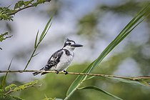 Biosphoto | 2601795 | Pied kingfisher (Ceryle rudis) on a reed, Namibia, Africa | &copy; Alain Roux / Biosphoto