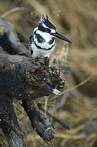 Biosphoto | 1445834 | Pied Kingfisher (Ceryle rudis), on his perch, Chobe National Park, Botswana, Africa | &copy; Bernd Zoller / imageBROKER / Biosphoto