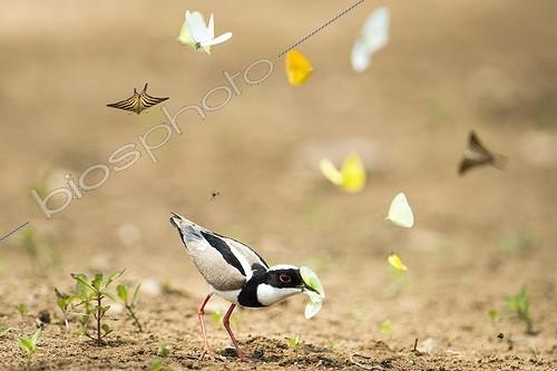 Biosphoto | 1993149 | Pied lapwing catching a butterfly - Pantanal Brazil  | &copy; Berndt Fischer / Biosphoto