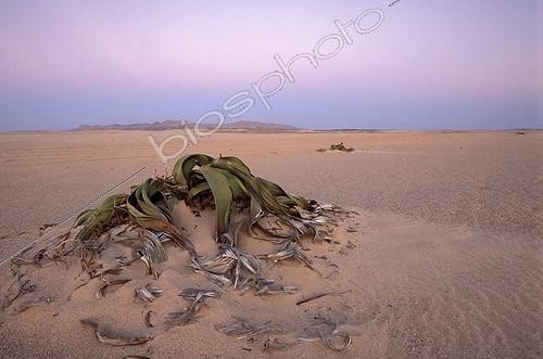 Biosphoto | 131678 | Pied mâle de Welwitschia dans le désert du Namib Namibie | &copy; Jean-Paul Chatagnon / Biosphoto