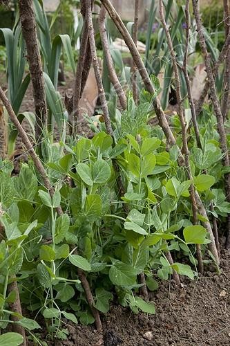 Biosphoto | 1646030 | Pieds de petits pois dans un jardin potager | &copy; NouN / Biosphoto