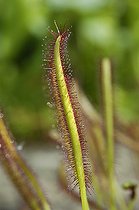 Biosphoto | 55826 | Piège semi-actif à tentacules gluantes de Drosera | &copy; Muriel Hazan / Biosphoto