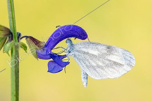Biosphoto | 2605379 | Piéride du lotier ou Piéride de la moutarde (Leptidea sinapis) sur fleur, site naturel protégé de la pelouse calcaire de Troussey, Lorraine, France | &copy; Stéphane Vitzthum / Biosphoto