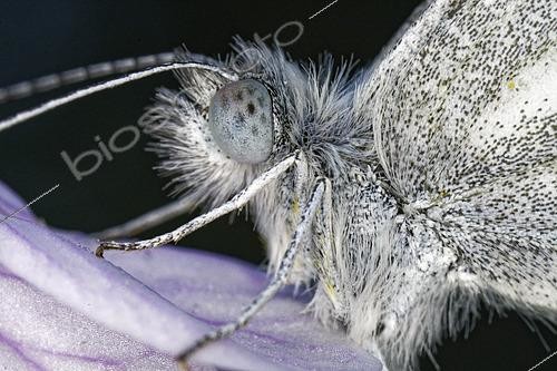 Biosphoto | 2600273 | Piéride du navet (Pieris napi) détail du papillon le matin, oeil, Prairies du Fouzon, Loir et Cher, France | &copy; Bruno Guénard / Biosphoto