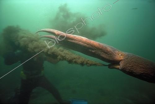 Biosphoto | 36873 | Pieuvre géante jetant son encre Colombie Britannique Canada | &copy; Jeffrey Rotman / Biosphoto