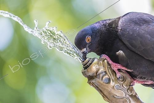Biosphoto | 2442397 | Pigeon buvant de l'eau à une fontaine, Zürich, Suisse | &copy; bildbaendiger / imageBROKER / Biosphoto