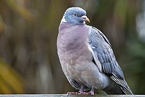 Biosphoto | 1250887 | Pigeon ramier posé Slimbridge Gloucestershire RU | &copy; Michel Gunther / Biosphoto