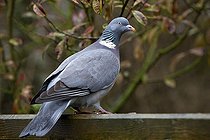Biosphoto | 1250888 | Pigeon ramier posé Slimbridge Gloucestershire RU | &copy; Michel Gunther / Biosphoto