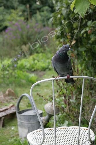 Biosphoto | 1268494 | Pigeon sur une chaise de jardin | &copy; Patricia Méaille / Biosphoto