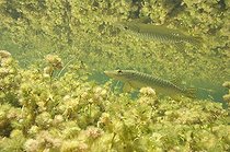 Biosphoto | 1240187 | Pike and his reflection in a lake Jura France | &copy; Michel Loup / Biosphoto